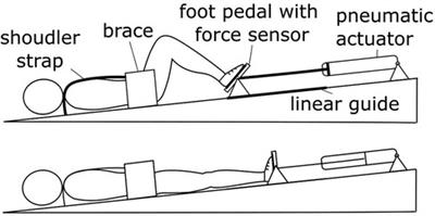 Cardiovascular responses to leg-press exercises during head-down tilt